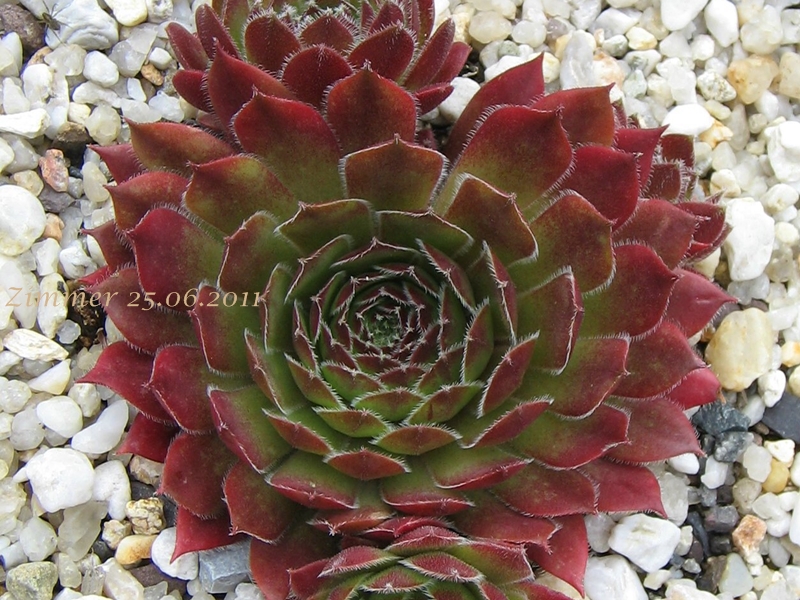 Red Beam