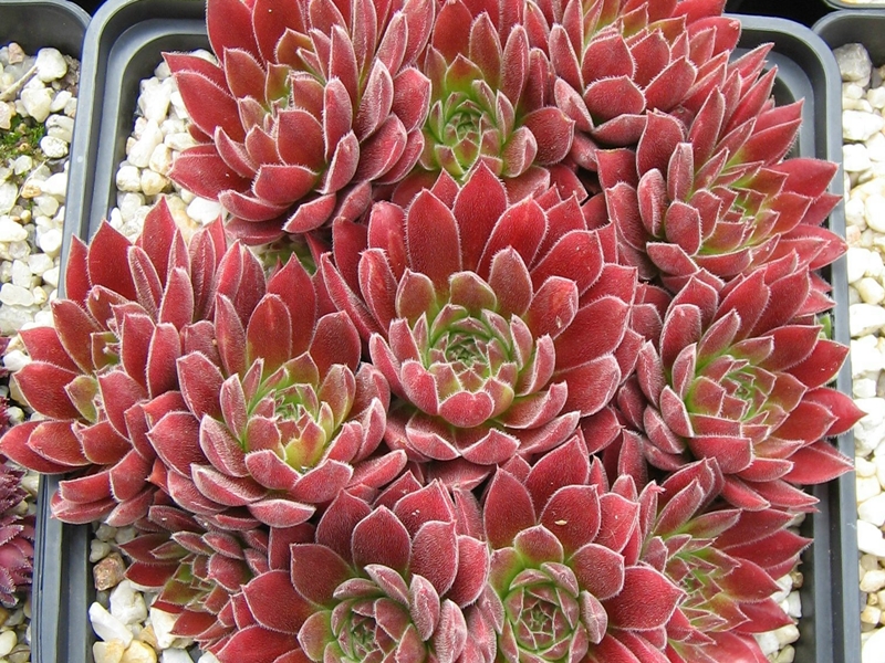 Pacific Sexy