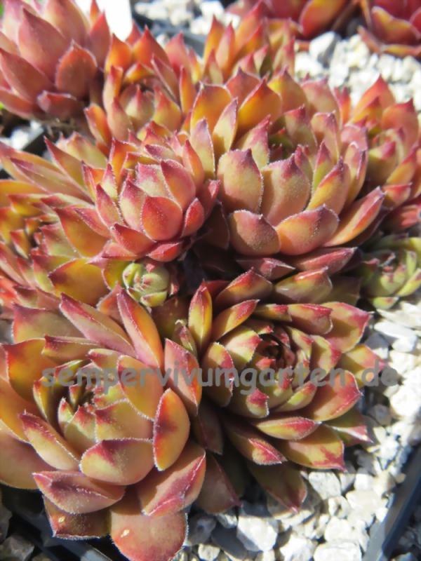 Gratiana