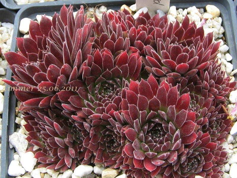 Pacific Red Tide