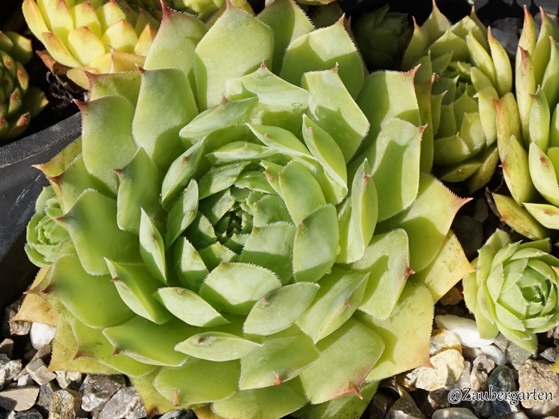 Green Giant