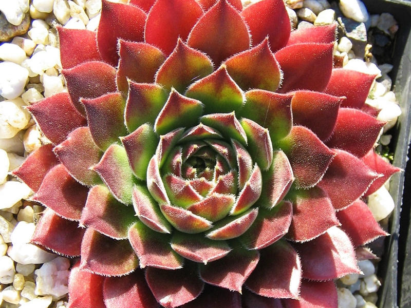 Pacific Sexy