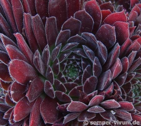 Pacific Red Tide