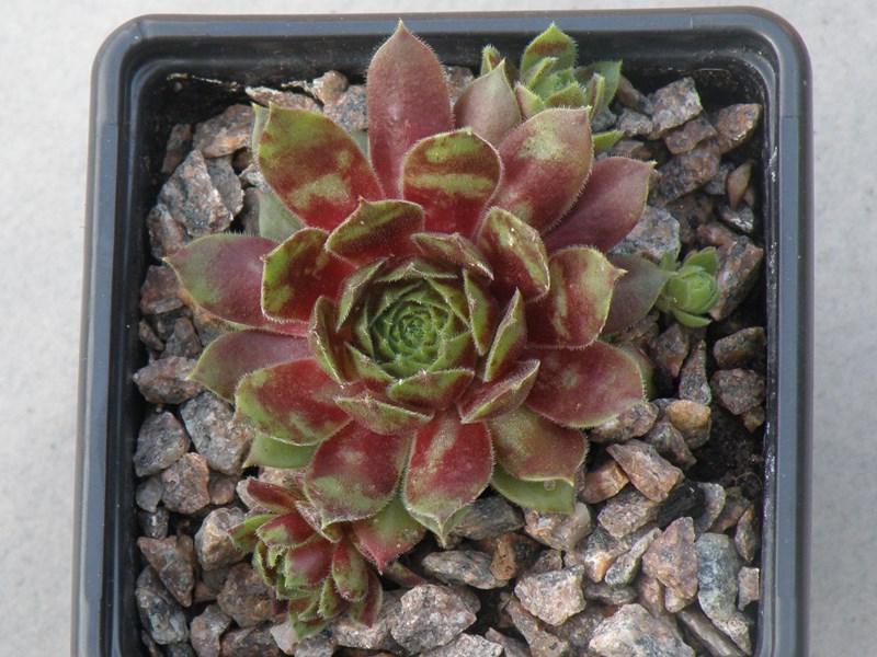Red King
