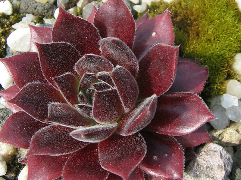 Pacific Sexy