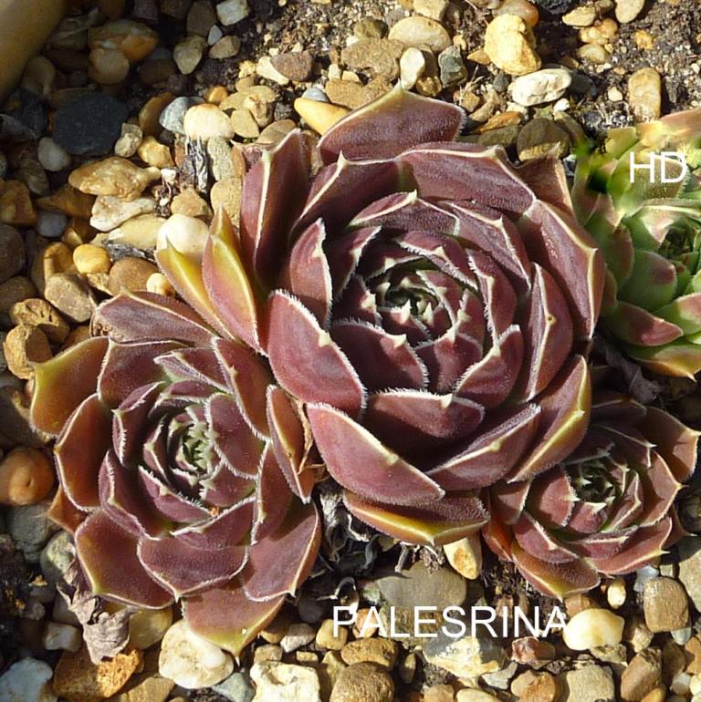 Palesrina / Jovi