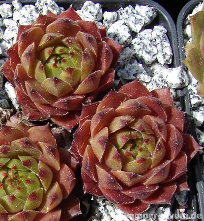 Gratiana