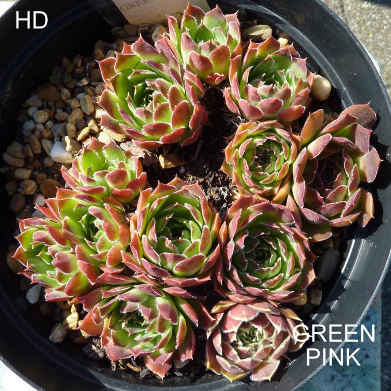 Green Pink / Jovi