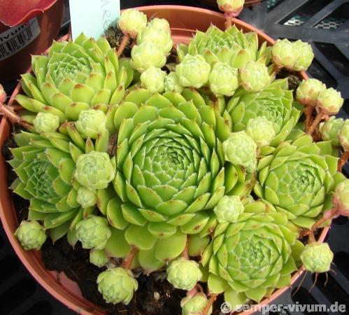Green Wheel