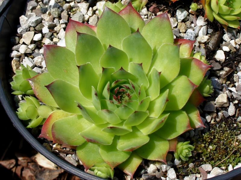 Green Giant