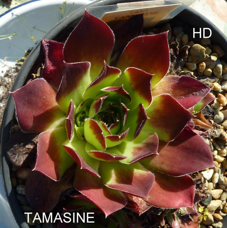 Tamasine / Jovi