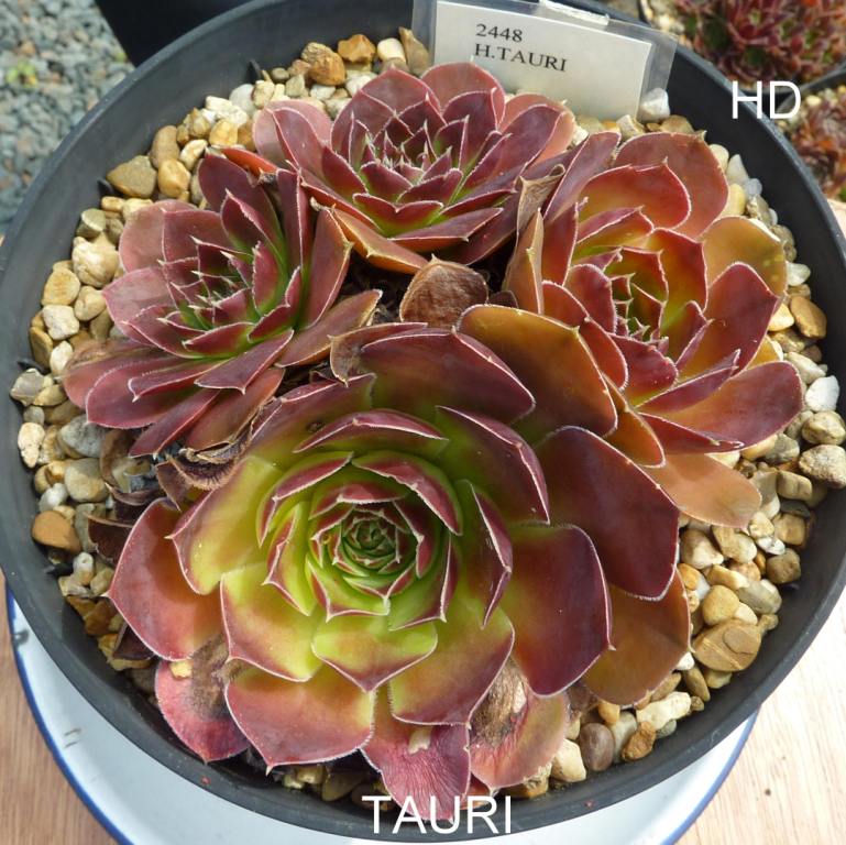 Tauri / Jovi