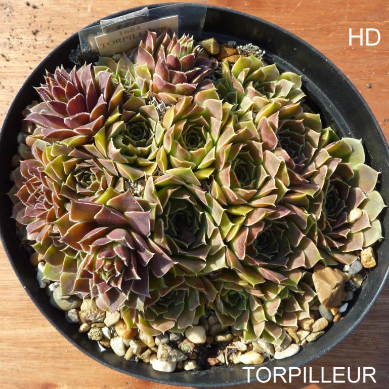 Torpilleur / Jovi