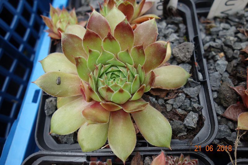 Pantau