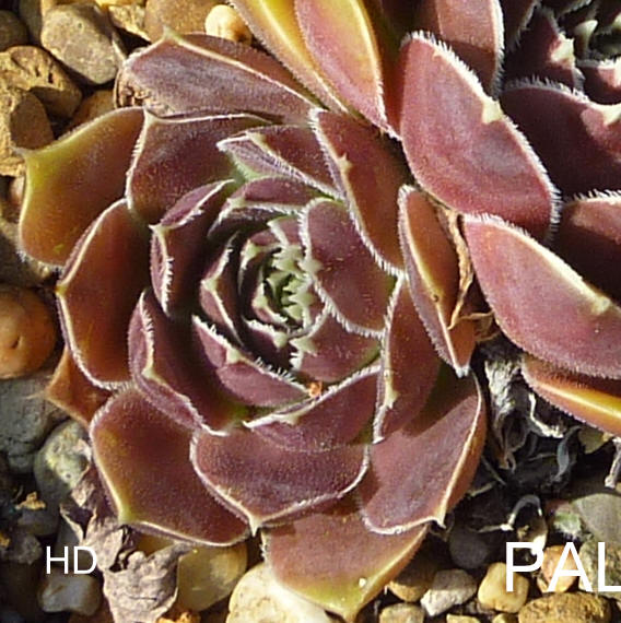 Palesrina / Jovi