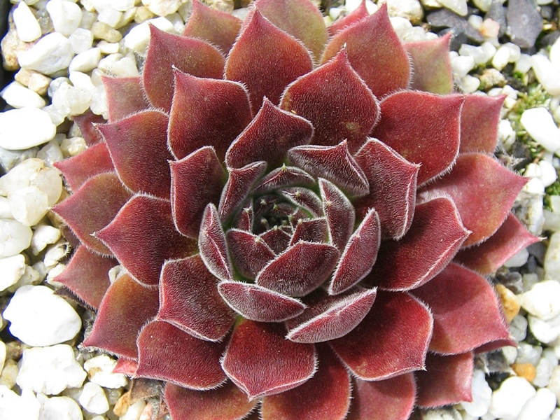 Pacific Sexy