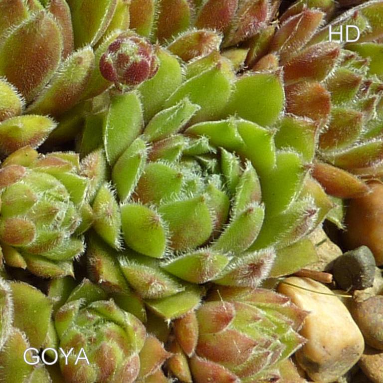 Goya