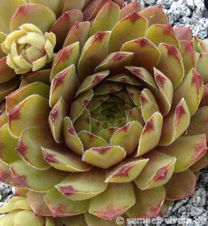 Gratiana