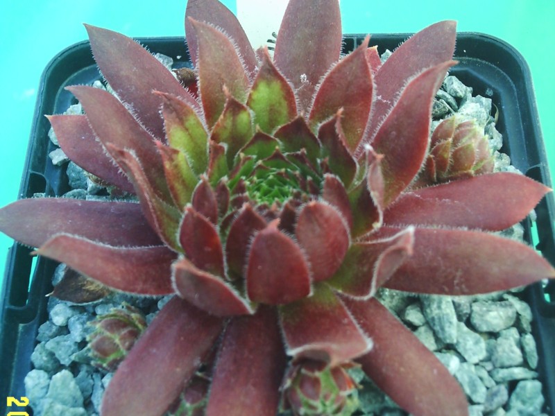 Red Beam