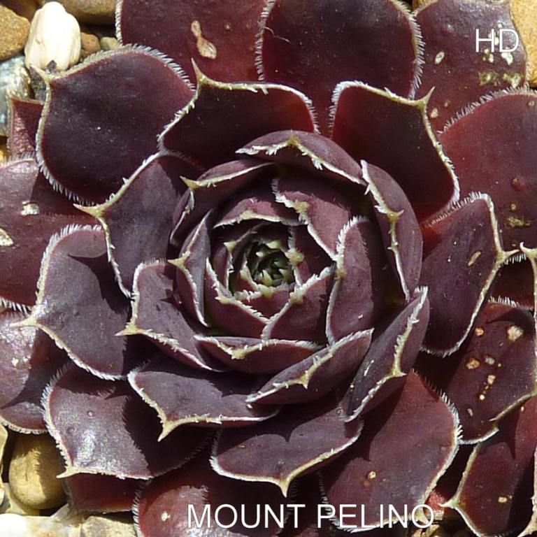 Mount Pelino / Jovi