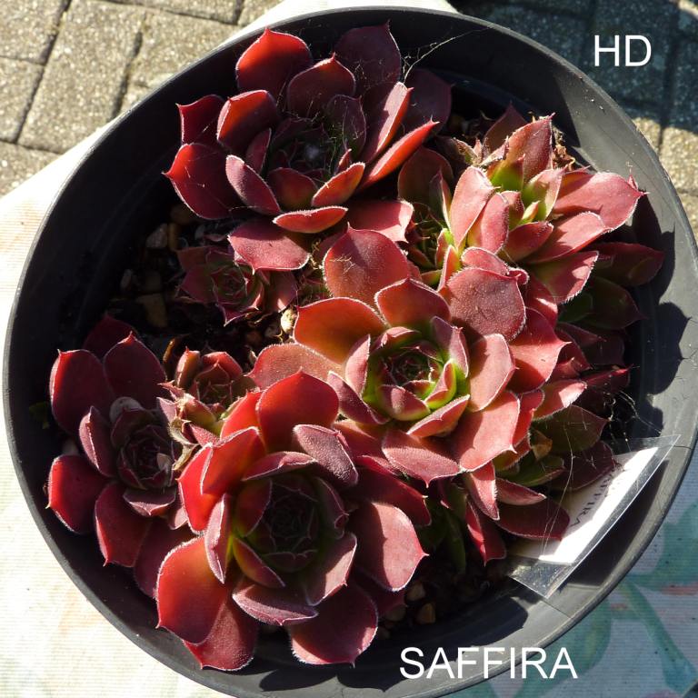 Saffira / Jovi