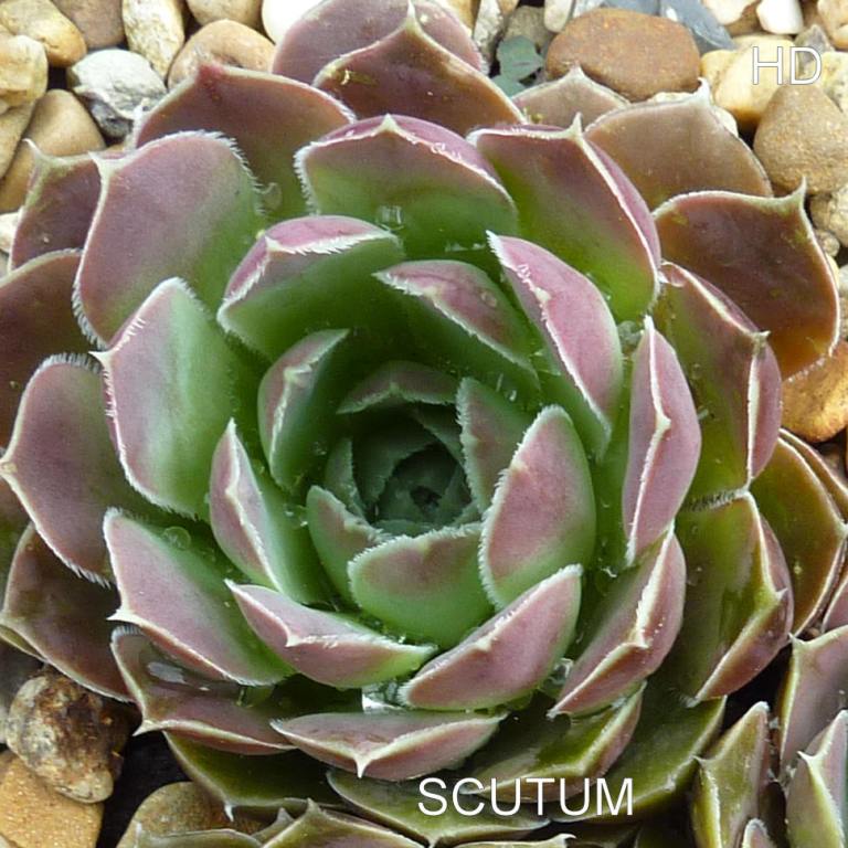 Scutum / Jovi