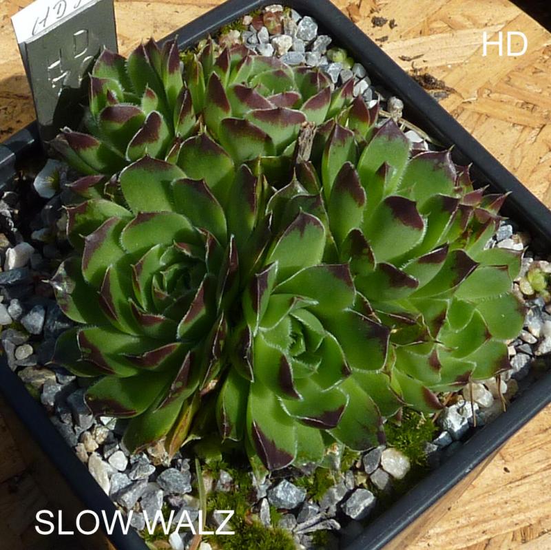 Slow Walz / Jovi