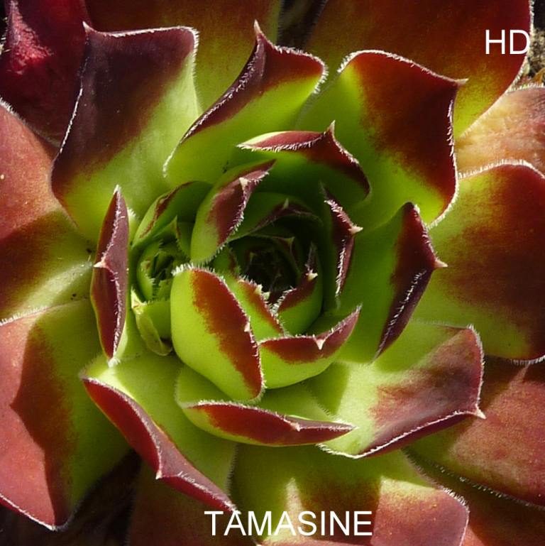 Tamasine / Jovi