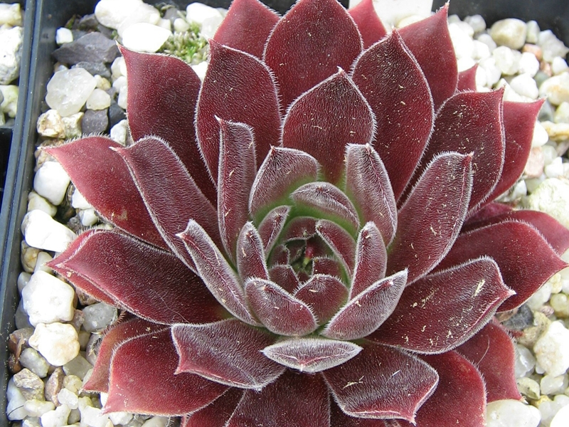 Pacific Sexy