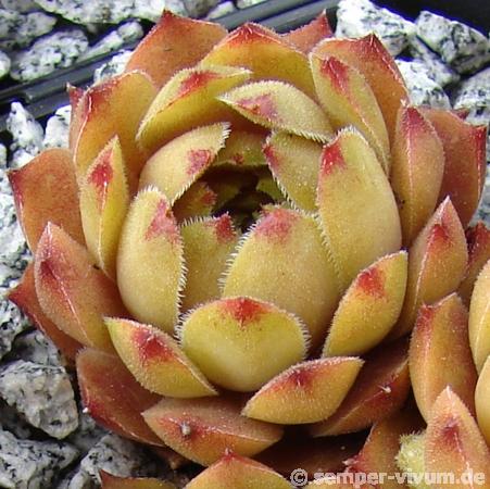 Gratiana