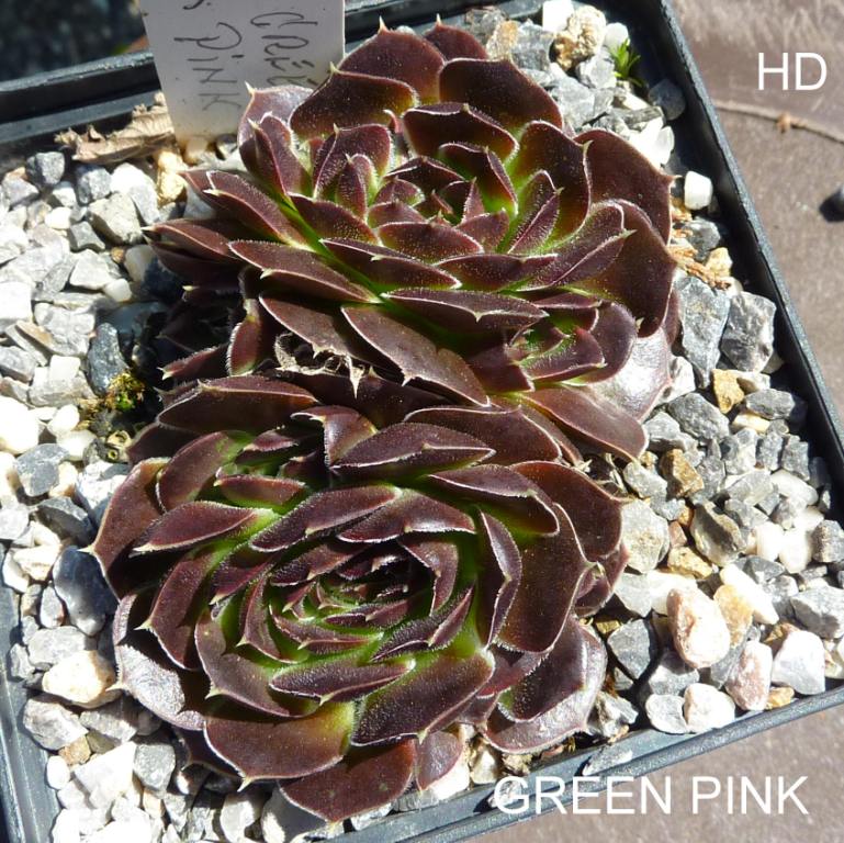 Green Pink / Jovi