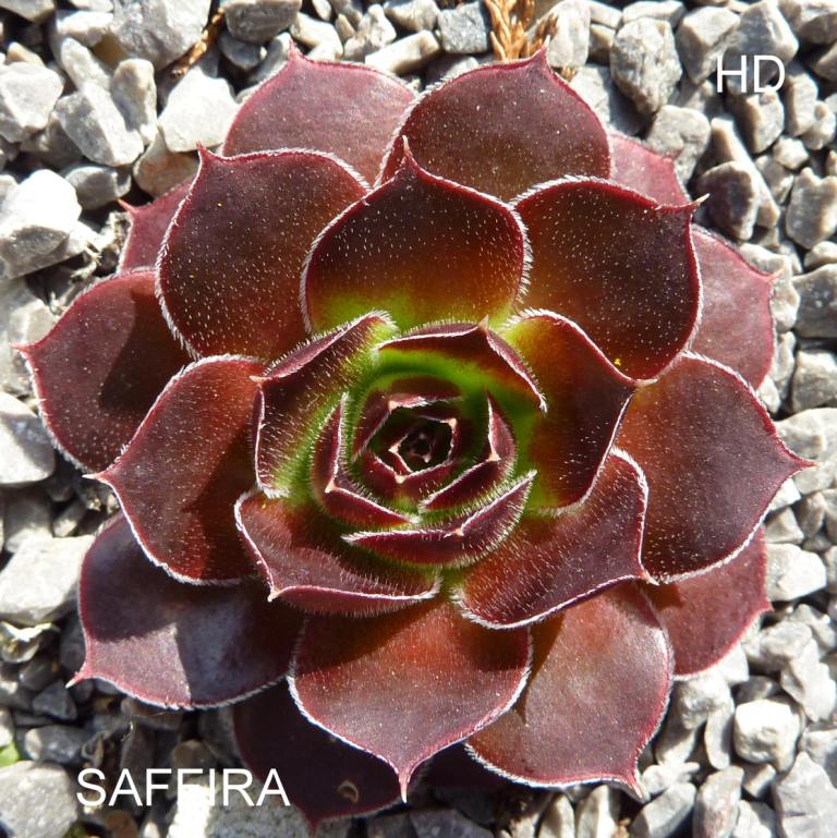 Saffira / Jovi