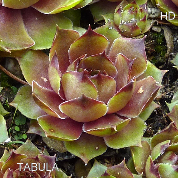 Tabula