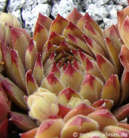 Gratiana