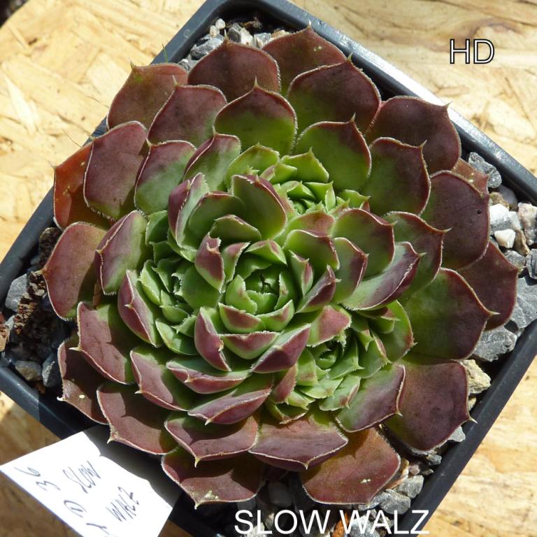 Slow Walz / Jovi