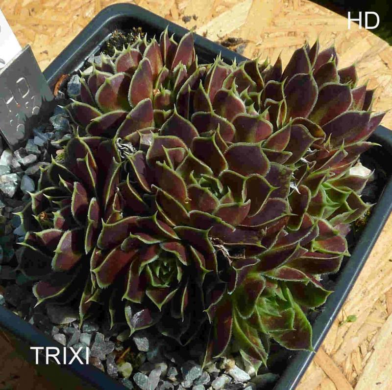 Trixi / Jovi