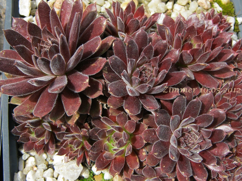Pacific Red Tide