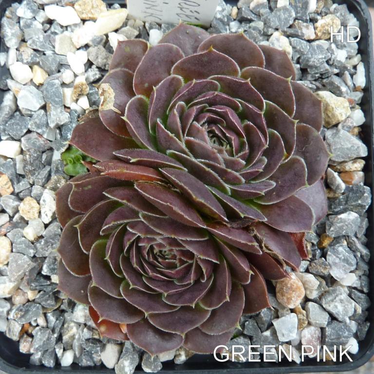 Green Pink / Jovi