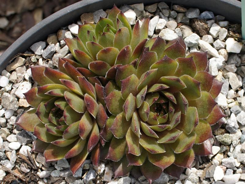 Gratiana