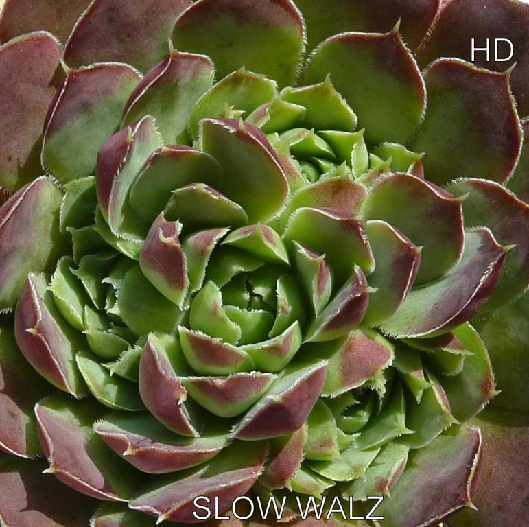 Slow Walz / Jovi