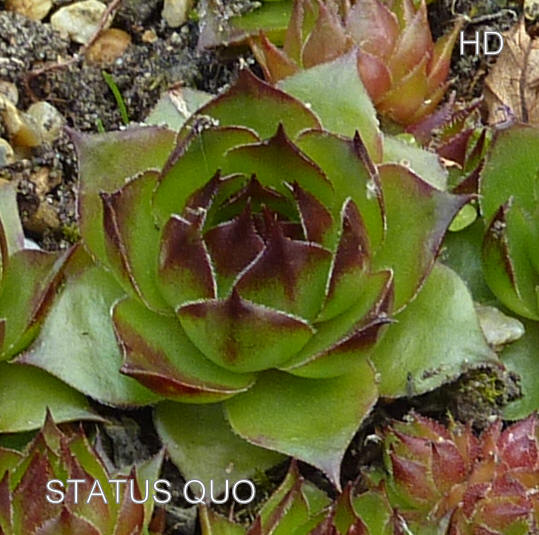 Status Quo