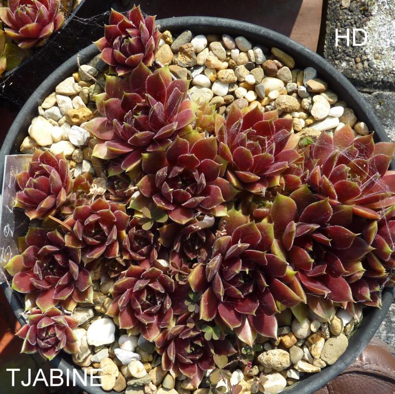 Tjabine