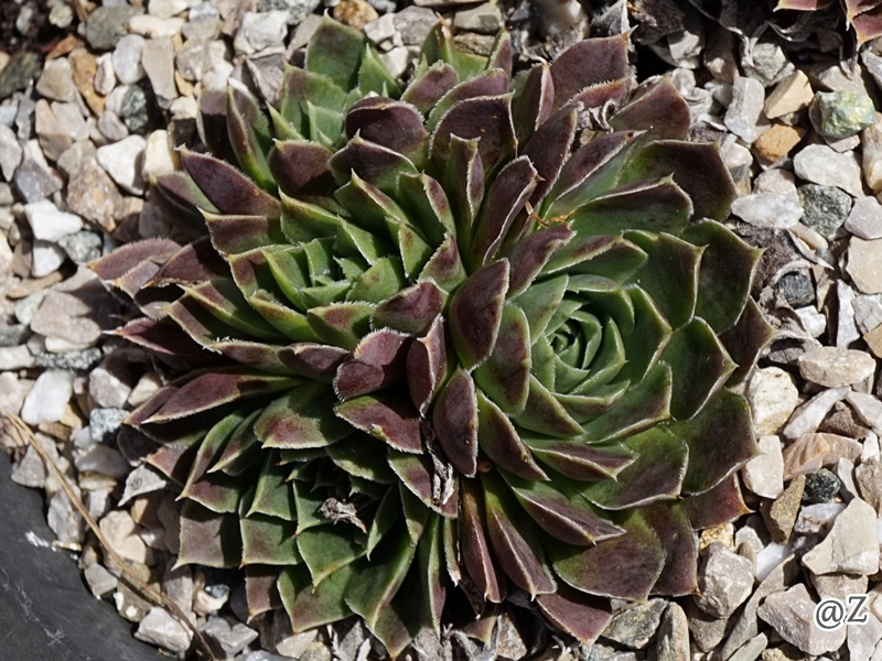 Trixi / Jovi