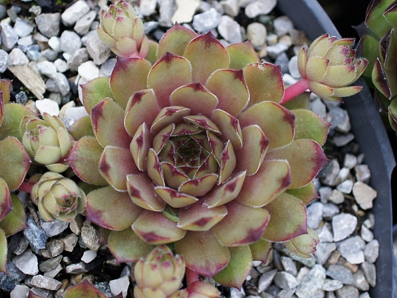 Gratiana