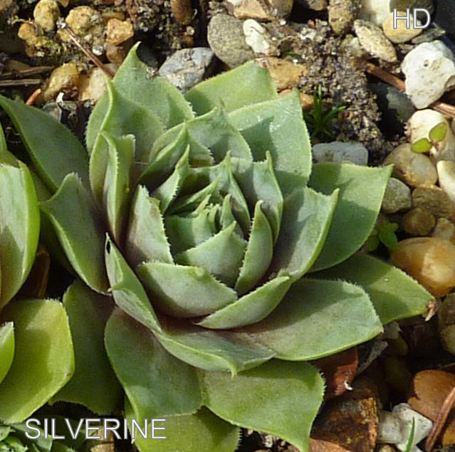 Silverine