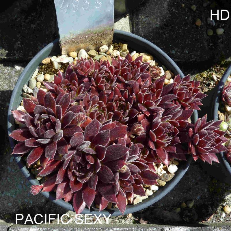 Pacific Sexy