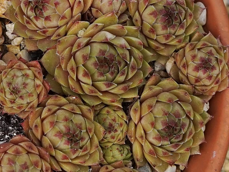 Gratiana