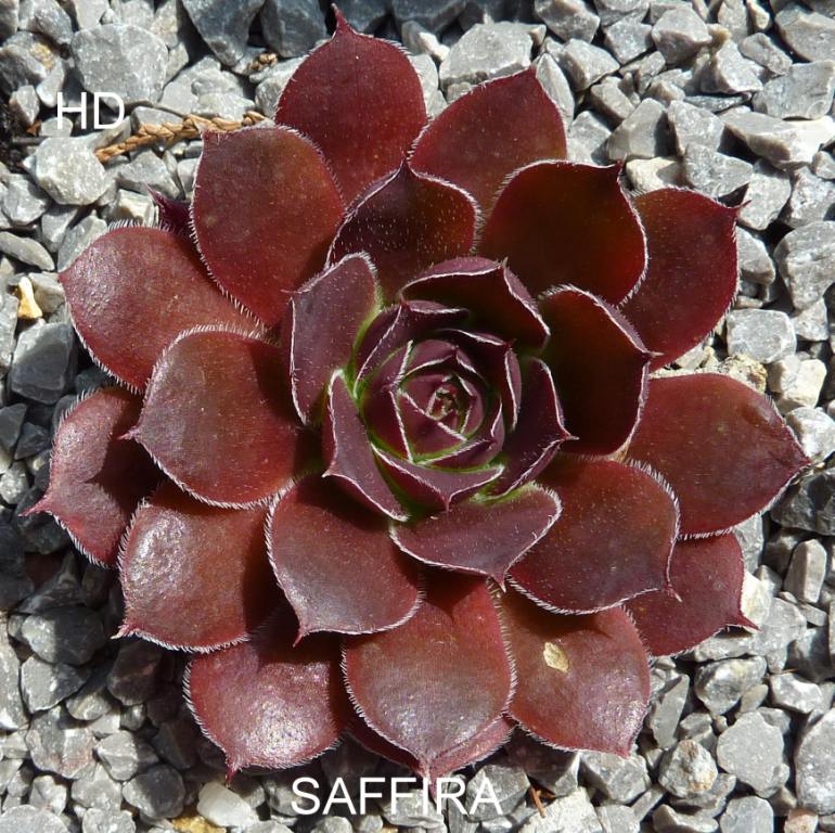 Saffira / Jovi