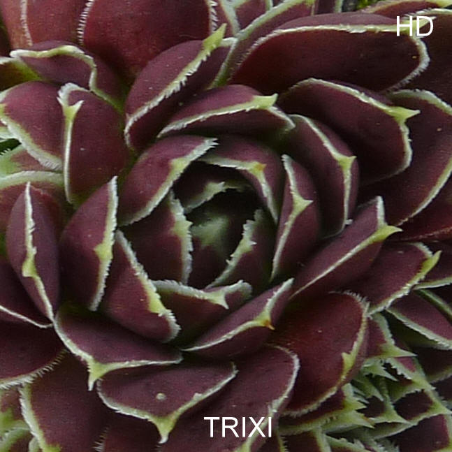Trixi / Jovi