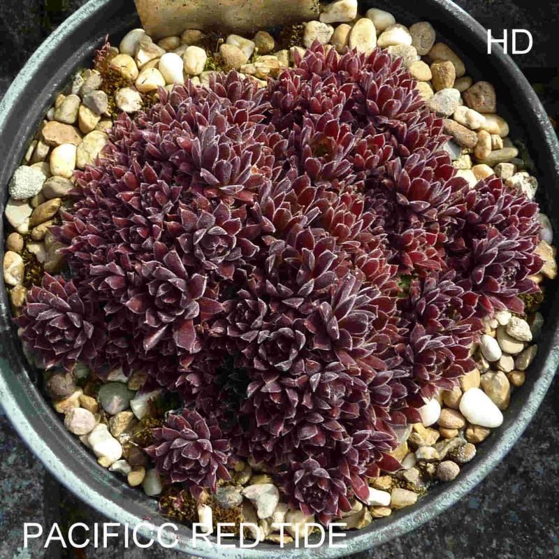 Pacific Red Tide
